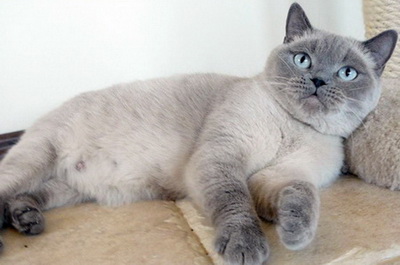 Британская кошка окрас блю-пойнт  (blue-point, a33)