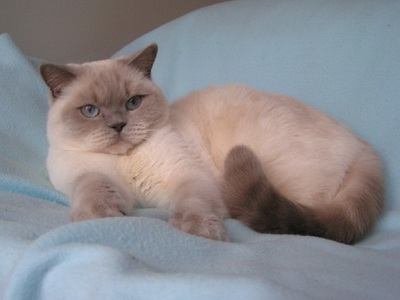 Британская кошка окрас лилак-пойнт (lilac-point, c33)
