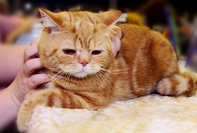 Британский кот окрас красный мрамор (d22)