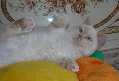 Британская кошка окрас крем-пойнт (cream-point, e33)