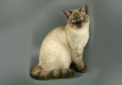 Британская кошка окрас сейл-пойнт (seal-point, n33)
