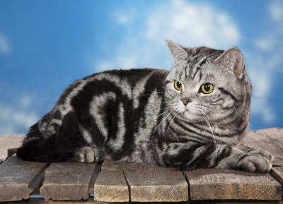 Британский кот окрас черный мрамор на серебре (ns22)