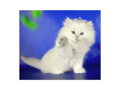 Продам котенка Британская кошка - Россия, Самара