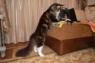 Продам котенка Мейн-кун - Казахстан, Караганда. Цена 26000 рублей