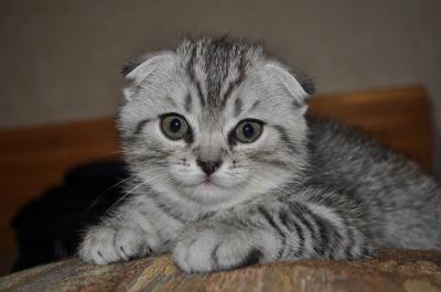Продам котенка Скотиш фолд - Украина, Одесса. Цена 2000 гривен
