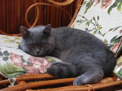 Продам котенка Британская кошка - Беларусь, Кобрин. Цена 100 долларов