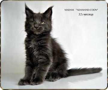 Продам котенка Мейн-кун - Россия, Москва