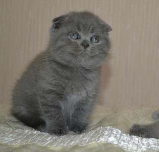 Продам котенка Шотландская вислоухая - Россия, Краснодар. Цена 10000 рублей