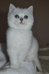 Продам котенка Британская кошка - Россия, Краснодар. Цена 15000 рублей