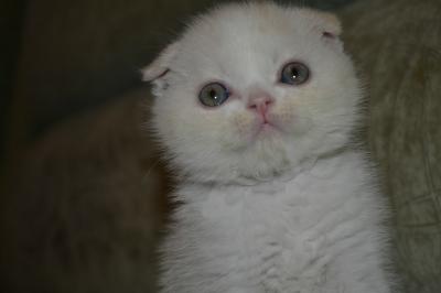 Продам котенка Шотландская вислоухая - Россия, Краснодар. Цена 10000 рублей