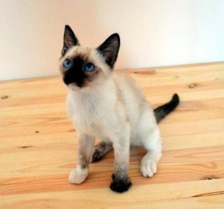 Продам котенка Тайская кошка - Россия, Барнаул