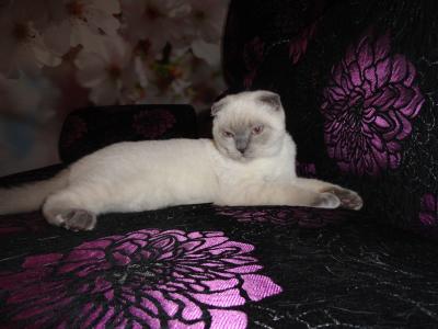 Продам котенка Экзотическая кошка, колор-поинд - Украина, Димитрово. Цена 1500 гривен