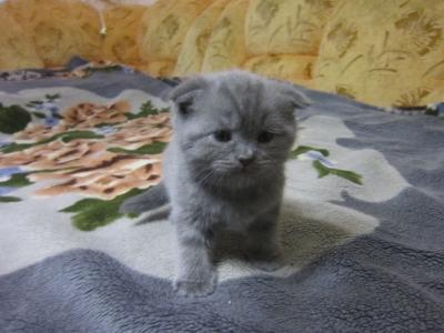 Продам котенка Скотиш фолд - Россия, Саранск