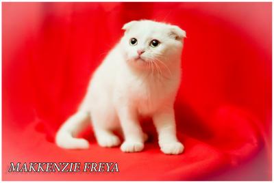 Продам котенка Скотиш фолд - Россия, Омск. Цена 9500 рублей