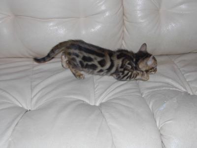 Продам котенка Бенгальская кошка - Россия, Челябинск. Цена 25000 рублей