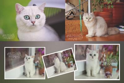 Продам котенка Британская кошка - Молдавия, Кишинёв. Цена 850 долларов. Котята из питомника NIKA LUXURY*MD - Молдавия, Кишинёв