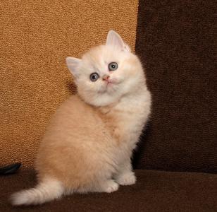 Продам котенка , Шотландская короткошерстная малышка - Украина, Доставка в Ваш город. Котята из питомника 