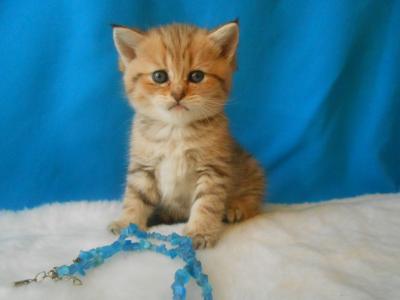 Продам котенка Британская кошка - Россия, Москва. Цена 7000 рублей
