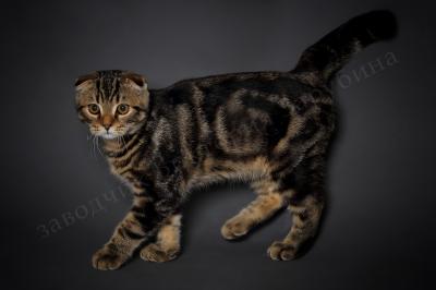 Продам котенка Скотиш фолд - Украина, Винница. Цена 200 долларов