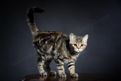 Продам котенка Скотиш страйт - Украина, Винница. Цена 3000 гривен