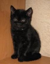 Продам котенка Британская кошка - Россия, Краснодар. Цена 4000 рублей