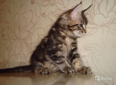 Продам котенка Мейн-кун - Россия, Нижний Новгород. Цена 15000 рублей