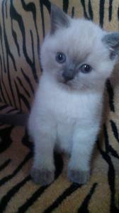 Продам котенка , колор поинд - Украина, Днепропетровск. Цена 1200 гривен