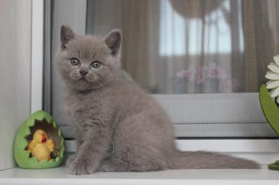 Продам котенка Скотиш страйт - Россия, Саратов. Цена 3000 рублей