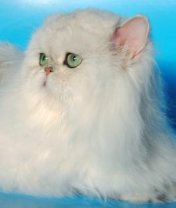 Продам котенка Персидская кошка - Греция, Афины. Котята из питомника Chinchihouse - Греция, Афины
