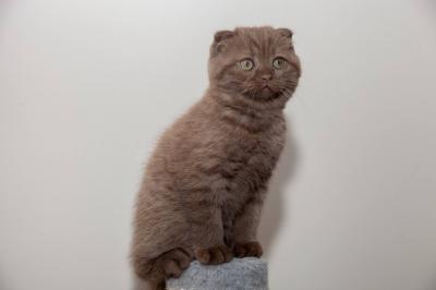 Продам котенка , Шотландская короткошерстная - Украина, Днепропетровск. Цена 2000 гривен