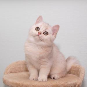 Продам котенка Шиншилла - Украина, Доставка в Ваш город. Цена 350 долларов. Котята из питомника 