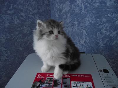 Продам котенка Шотландская вислоухая - Россия, Барнаул. Цена 5000 рублей