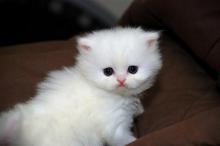 Kittens for sale persian - USA, California. Price 300 $