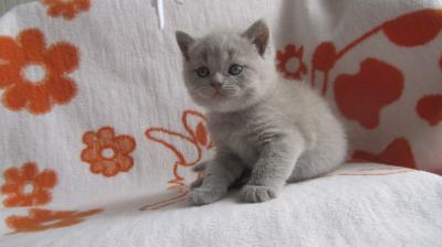 Продам котенка Британская кошка - Беларусь, Минск. Цена 250 долларов