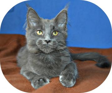 Продам котенка Мейн-кун - Россия, Москва. Цена 20000 рублей