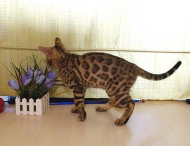 Продам котенка Бенгальская кошка - Россия, Новосибирск. Цена 10000 рублей