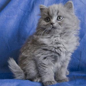 Продам котенка Британская кошка - Россия, Краснодар, СМР. Цена 5000 рублей
