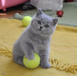 Продам котенка Британская кошка - Россия, Краснодар. Цена 5000 рублей
