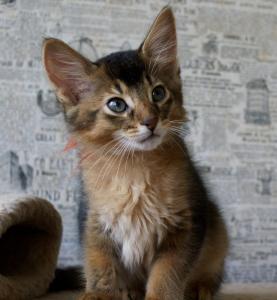 Продам котенка Сомалийская - Россия, Севастополь. Цена 18000 рублей