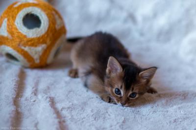 Продам котенка Сомалийская - Россия, Краснодар. Цена 25000 рублей