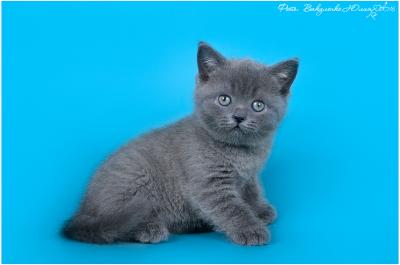 Продам котенка Британская кошка - Россия, Краснодар. Цена 8000 рублей