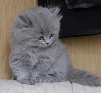 Продам котенка Британская кошка - Россия, Краснодар. Цена 5000 рублей