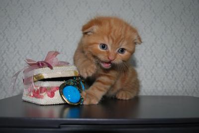 Продам котенка Скотиш фолд - Россия, Краснодар. Цена 4500 рублей