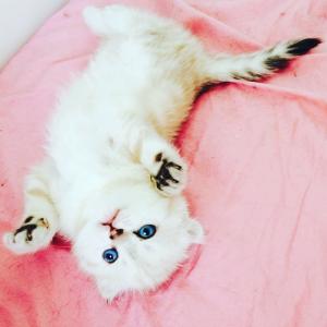 Продам котенка Британская кошка, scottish fold - Россия, Краснодар