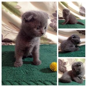 Продам котенка Скотиш фолд - Украина, Днепропетровск. Цена 1500 гривен