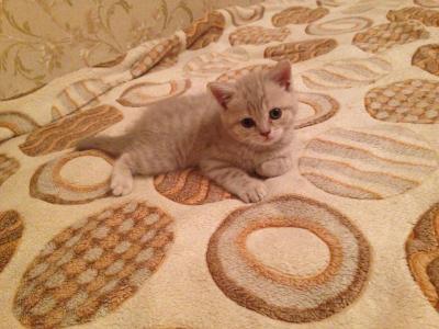 Продам котенка Британская кошка - Россия, Омск. Цена 2000 рублей
