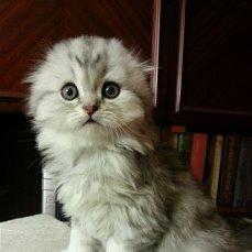 Продам котенка Скотиш фолд, хайленд - Украина, Днепропетровск. Цена 5000 гривен