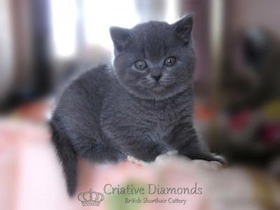 Продам котенка Британская кошка - Латвия, Рига. Цена 500 евро. Котята из питомника Criative Diamonds - Латвия, Рига