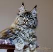 Продам котенка Мейн-кун - Россия, Москва. Цена 30000 рублей