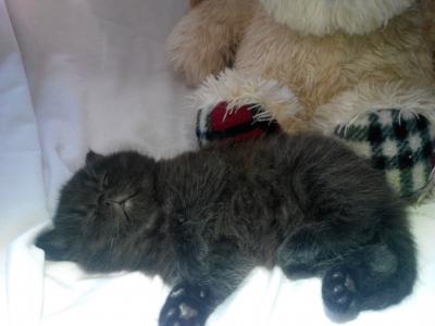 Продам котенка Британская кошка - Украина, Днепропетровск, Dnepropetrovsk